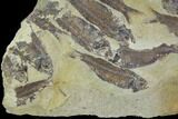 Fossil Fish (Gosiutichthys) Mortality Plate - Lake Gosiute #89992-1